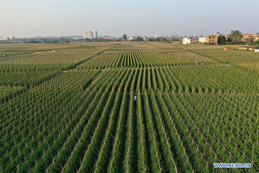 CHINA-GUANGXI-BAISE-SCENERY (CN)