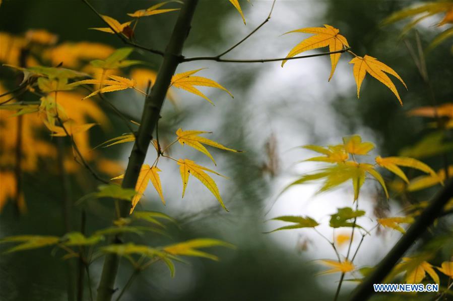 #CHINA-WINTER-MAPLE LEAVES (CN)