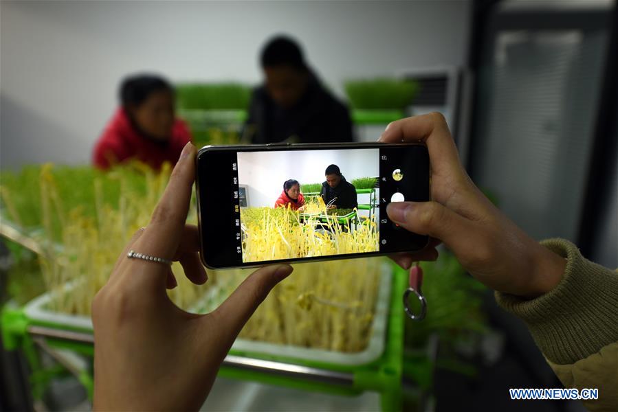 #CHINA-SHANDONG-MICROGREEN BUSINESS (CN)