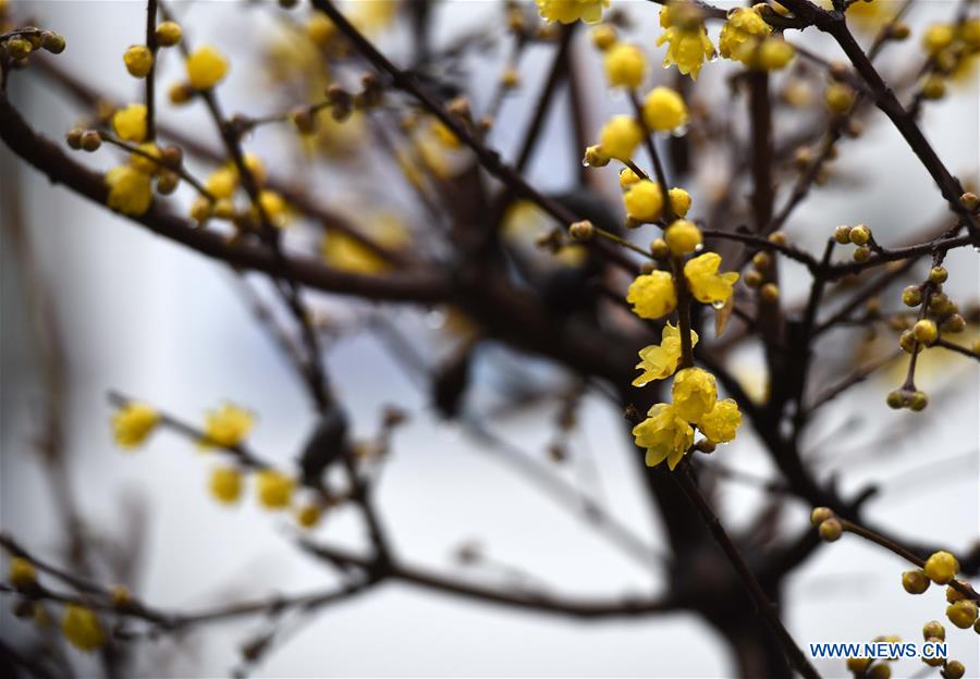 #CHINA-JIANGSU-HUAI'AN-PLUM BLOOSSOM (CN)