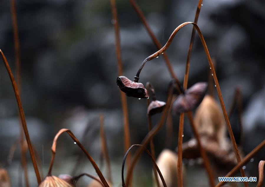 #CHINA-JIANGSU-HUAI'AN-WITHERED LOTUS (CN)