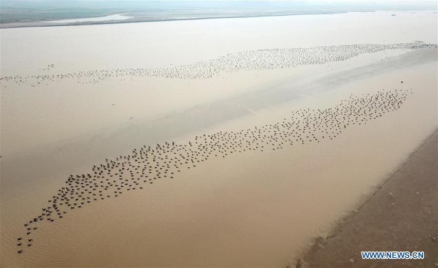 CHINA-HENAN-YELLOW RIVER-MIGRANT BIRDS (CN)