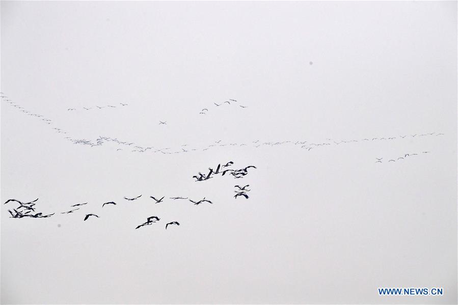 CHINA-HENAN-YELLOW RIVER-MIGRANT BIRDS (CN)