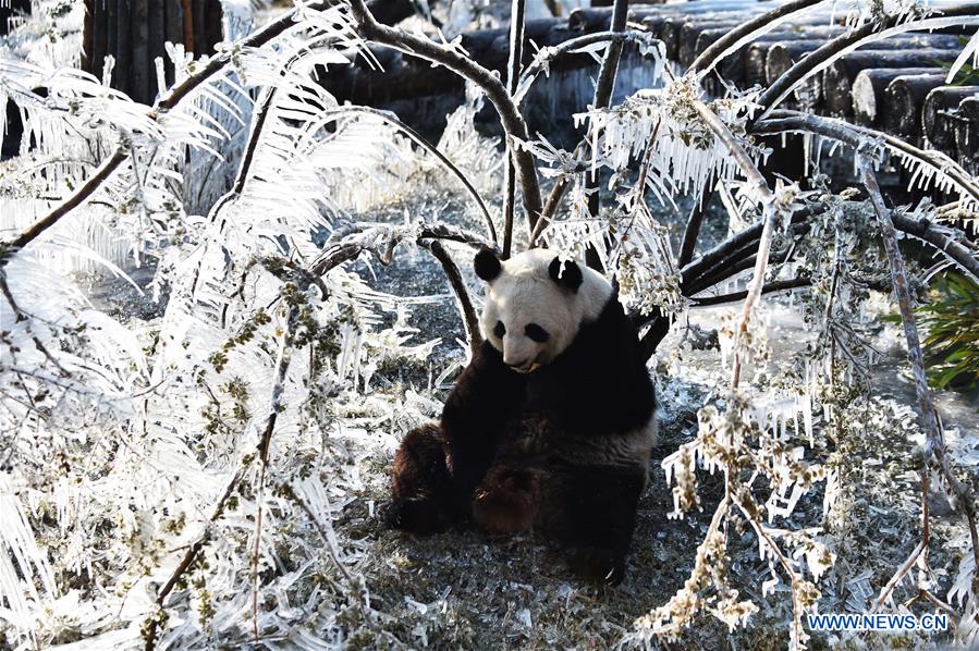 CHINA-JINAN-WINTER-GIANT PANDA (CN)