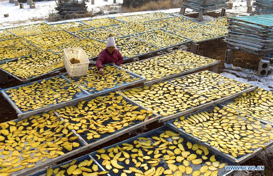 CHINA-SHANDONG-ZAOZHUANG-DRIED SWEET POTATO (CN)