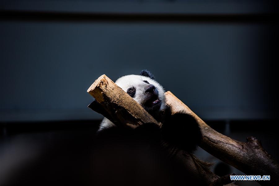 MALAYSIA-KUALA LUMPUR-GIANT PANDA BABY-BIRTHDAY