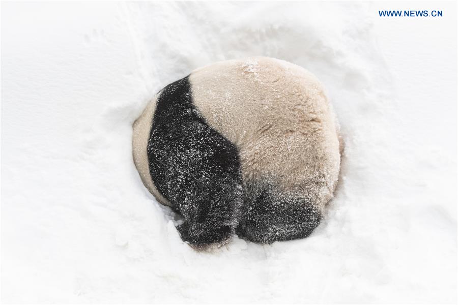 SOUTH KOREA-YONGIN-EVERLAND-PANDA WORLD-OPEN TO PUBLIC-1000 DAYS