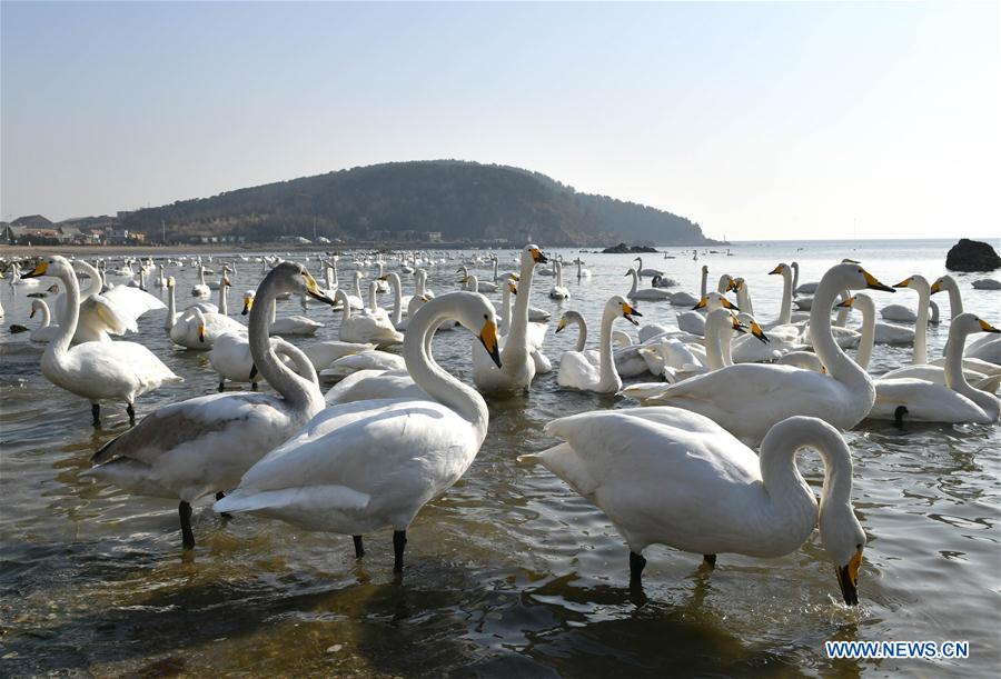 CHINA-SHANDONG-RONGCHENG-WINTER-SWAN (CN)