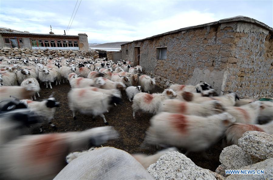 (InTibet) CHINA-TIBET-WINTER-HERDSMEN-LIFESTYLE (CN)