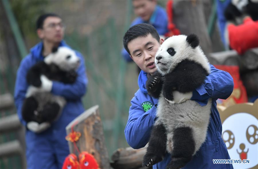 CHINA-SICHUAN-GIANT PANDA-SPRING FESTIVAL (CN)