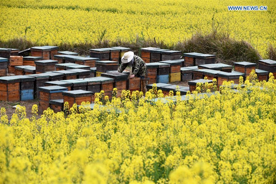 CHINA-GUIZHOU-LIPING-HONEY-BEE-FARMING (CN)