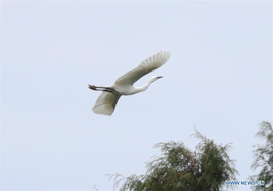 #CHINA-GUIZHOU-TONGREN-EGRET (CN)