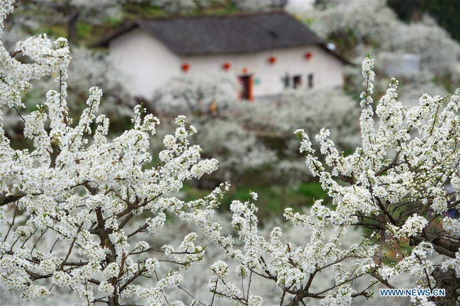 # CHINA-HUBEI-SPRING SCENERY-PLUM BLOSSOM (CN)