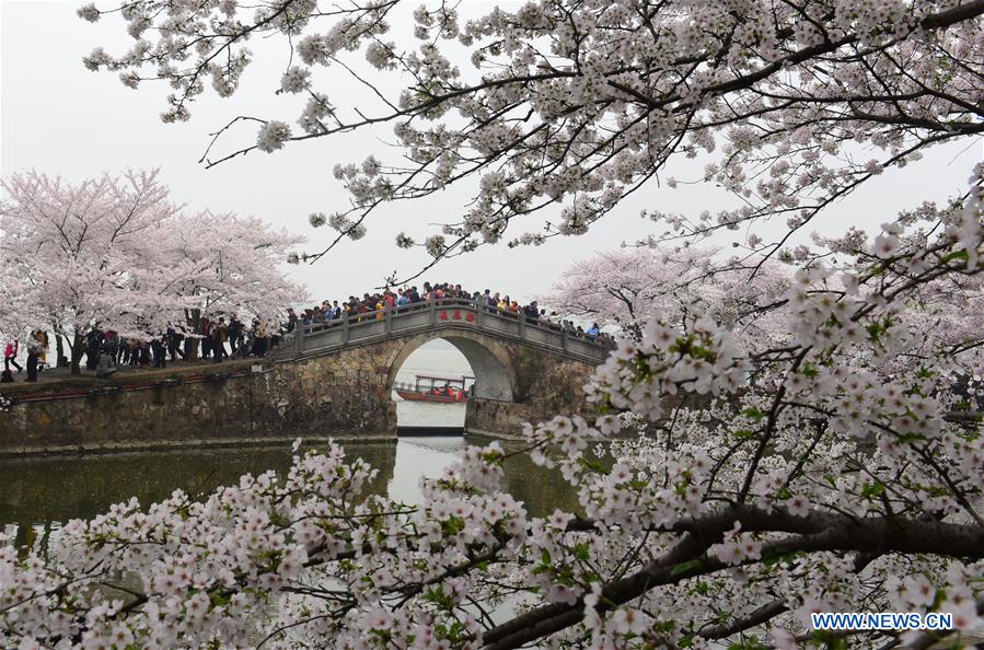 #CHINA-JIANGSU-WUXI-CHERRY BLOSSOMS (CN)