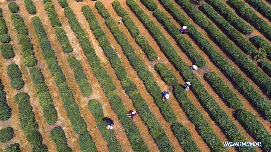 #CHINA-SPRING-FARM WORK (CN)