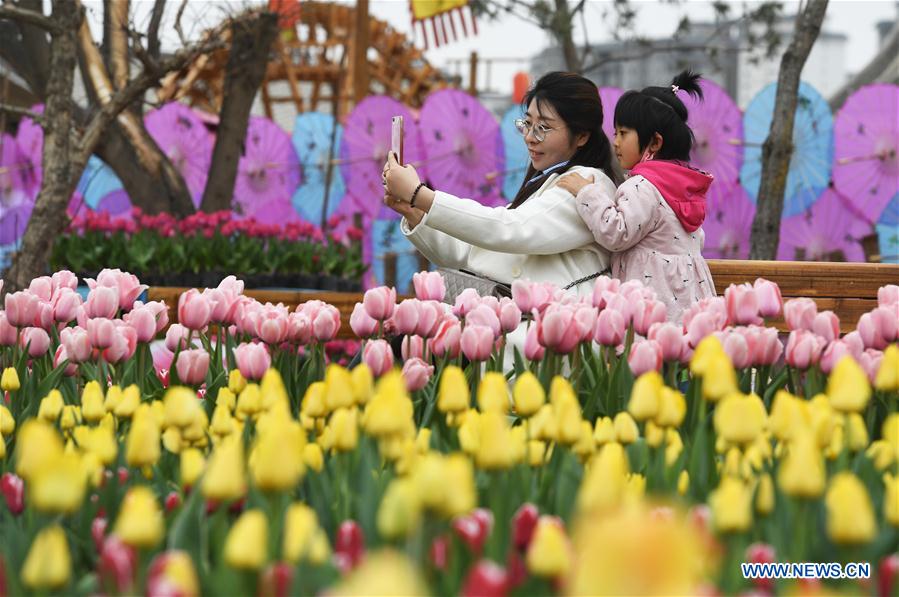 CHINA-GANSU-YUZHONG-TULIP (CN)