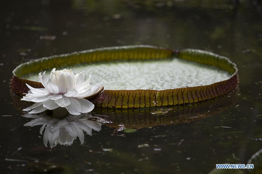 BRAZIL-RIO DE JANEIRO-BOTANICAL GARDEN