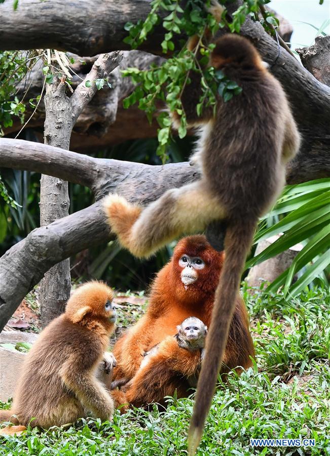 CHINA-GUANGZHOU-GOLDEN SNUB-NOSED MONKEY-NEWBORN (CN)