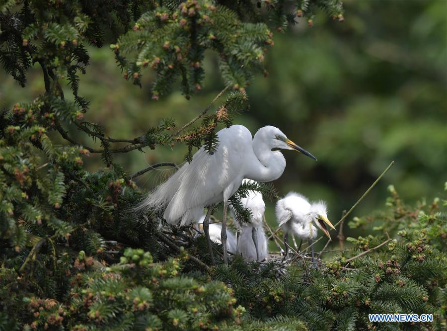 CHINA-JIANGXI-NANCHANG-EGRET (CN)