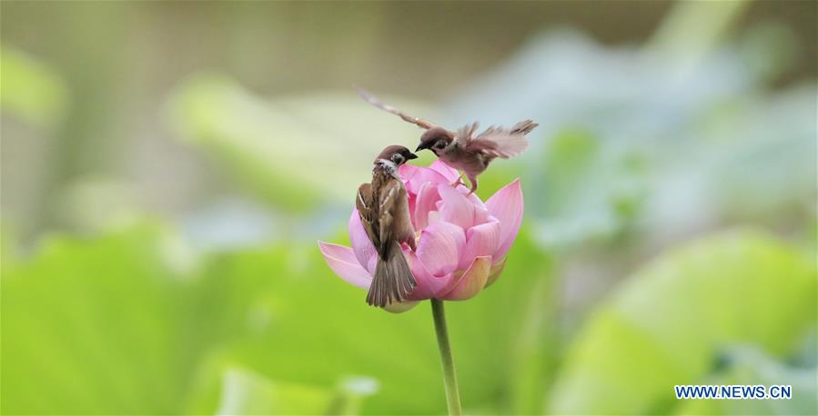 #CHINA-BEIJING-LOTUS-SPARROWS (CN)