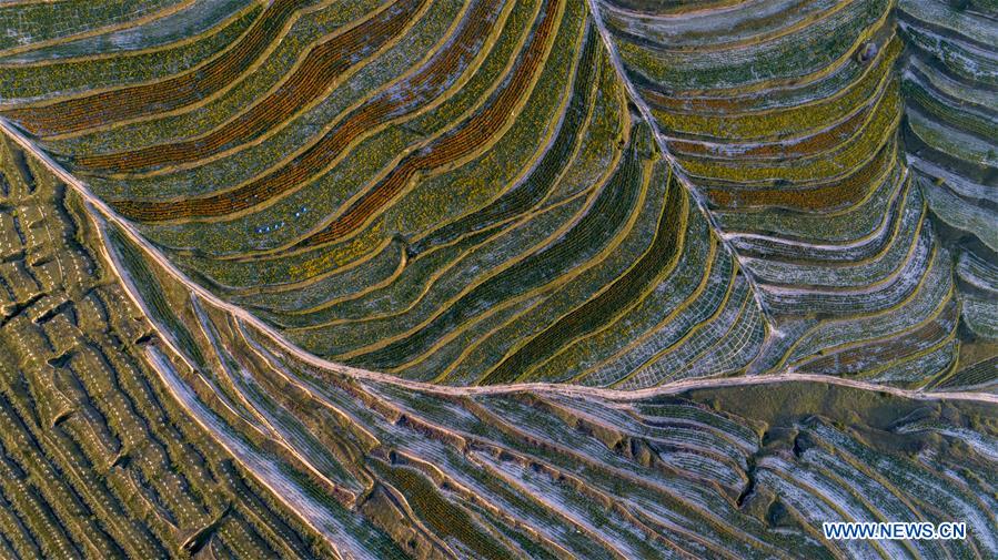 CHINA-NINGXIA-TERRACED FIELD (CN)