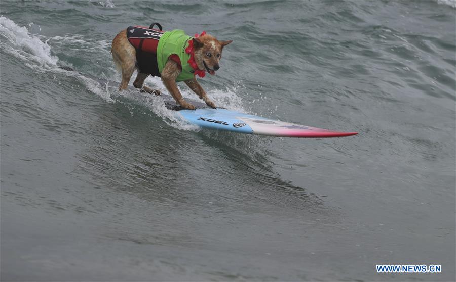 (SP)U.S.-CALIFORNIA-HUNTINGTON BEACH-SURF DOG