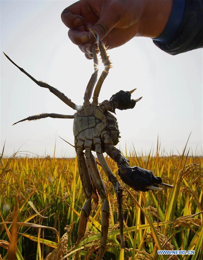 CHINA-HEBEI-RICE-HARVEST (CN)