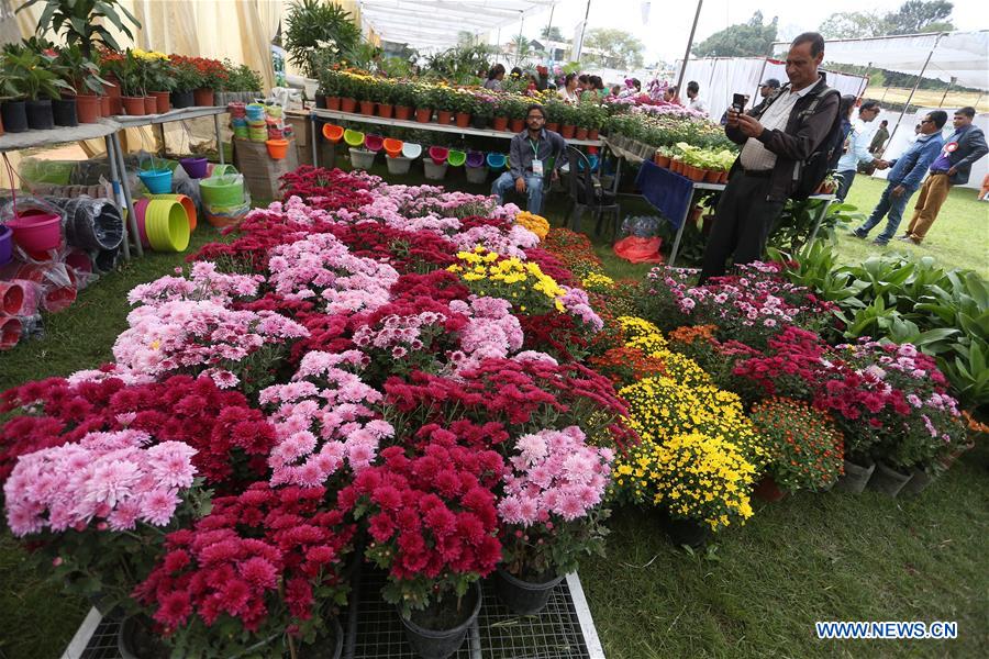 NEPAL-LALITPUR-CHRYSANTHEMUM FLOWER EXPO