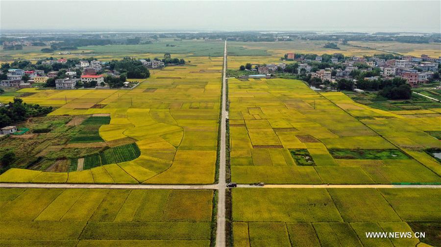 CHINA-GUANGXI-RICE FIELDS (CN)