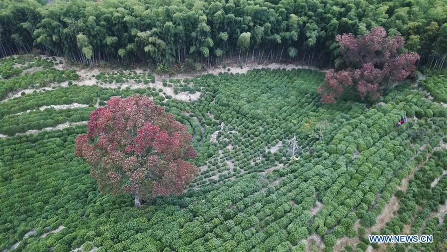 CHINA-ANHUI-TACHUAN-AUTUMN SCENERY (CN)