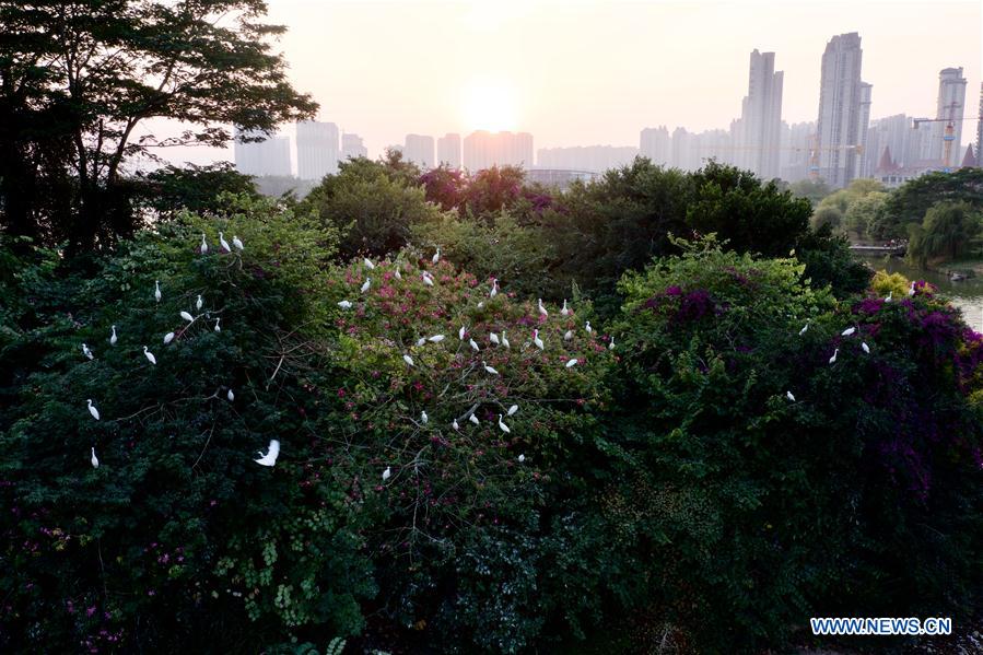 CHINA-FUJIAN-ZHANGZHOU-ENVIRONMENT-EGRETS (CN)