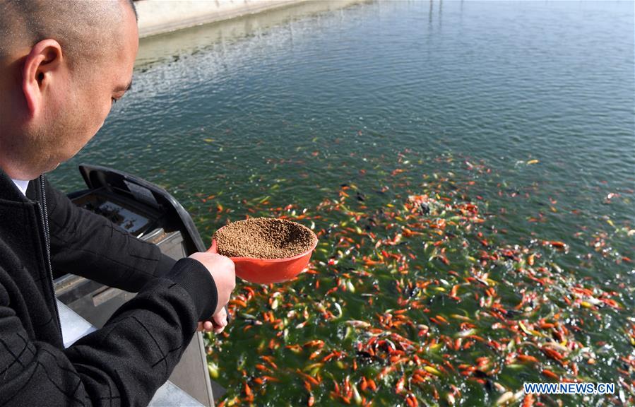 CHINA-HENAN-NANYANG-KOI FISH-BREEDING (CN)