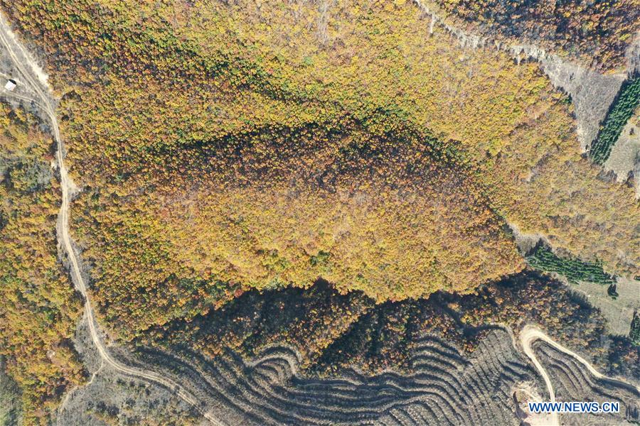 CHINA-HENAN-WINTER SCENERY (CN)