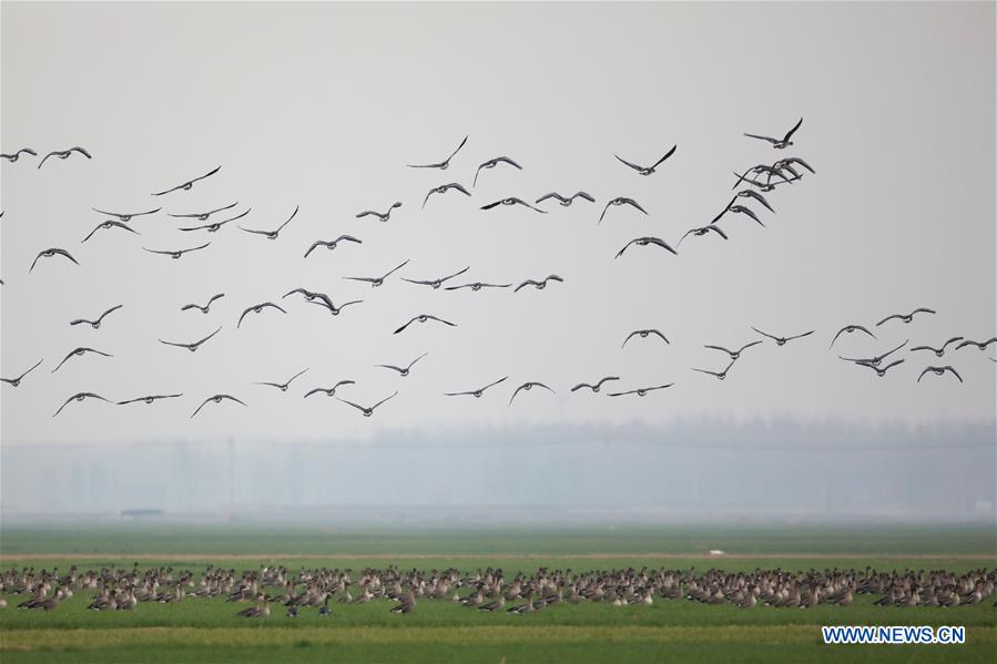 CHINA-HENAN-YELLOW RIVER-WETLAND-MIGRANT BIRD (CN)