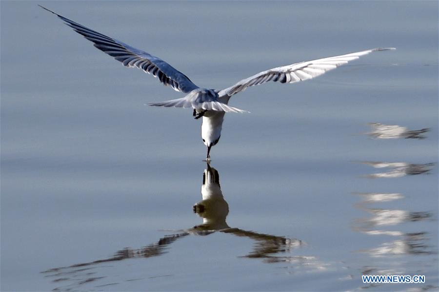 KUWAIT-KUWAIT CITY-BIRDS