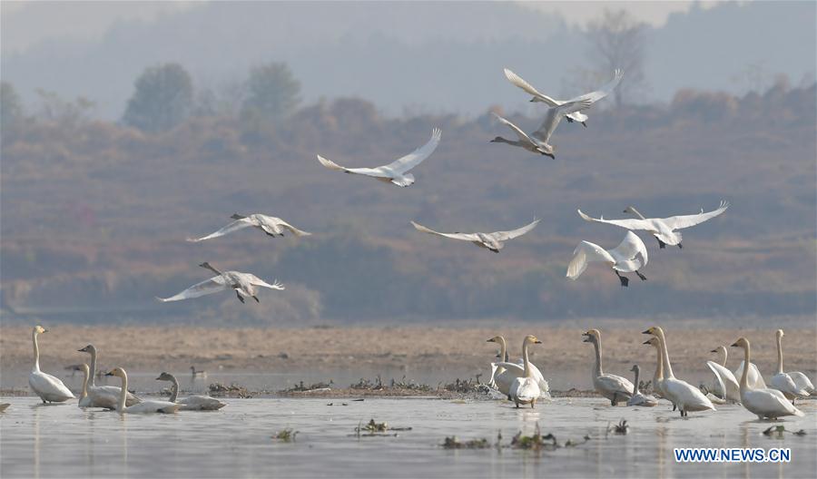 CHINA-JIANGXI-FUHE RIVER-MIGRANT BIRD (CN)