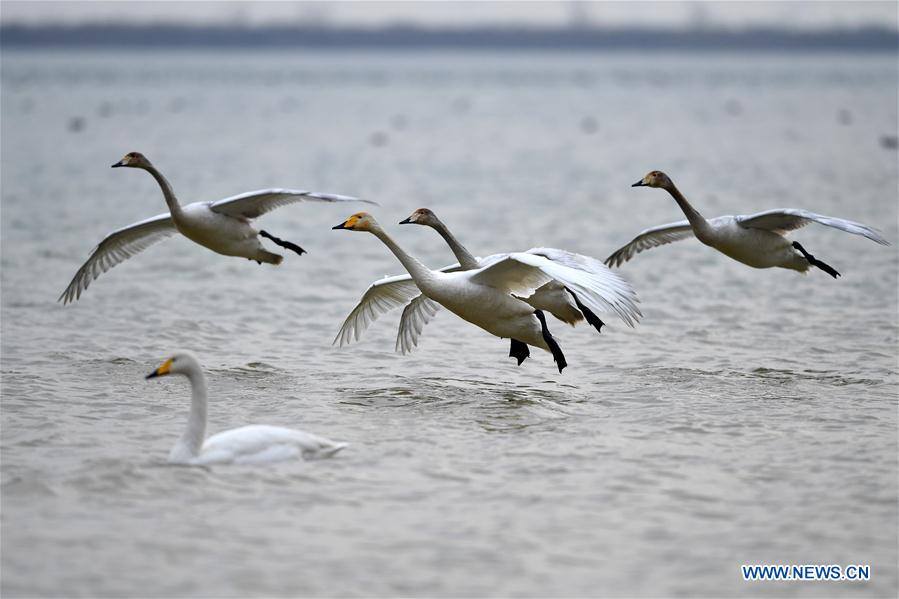 CHINA-SHANXI-WILD SWAN-WINTER HABITAT (CN)