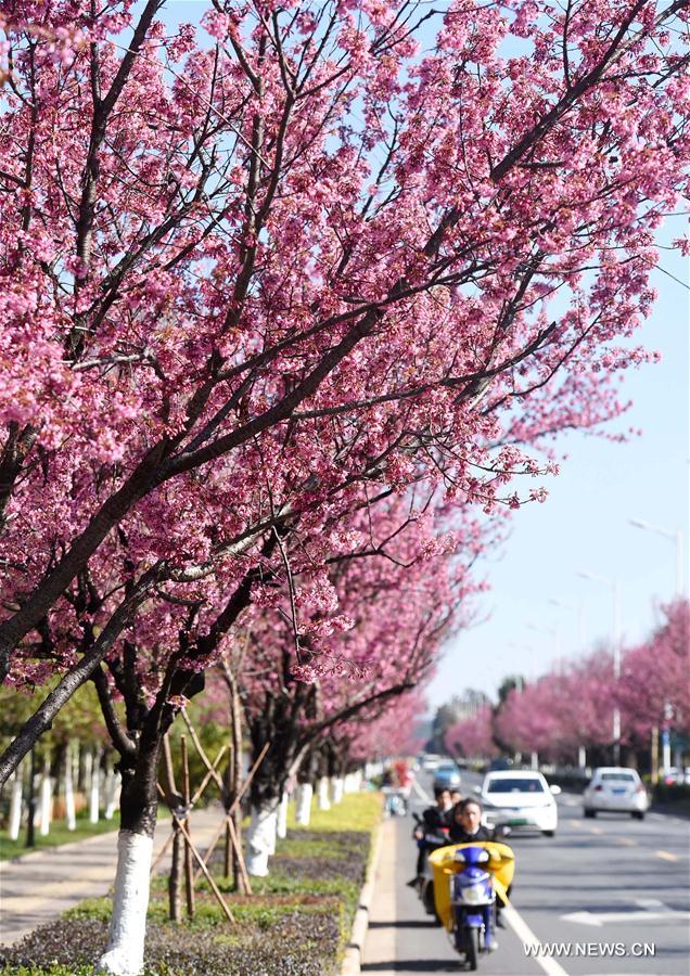 CHINA-YUNNAN-KUNMING-CHERRY BLOSSOM (CN)