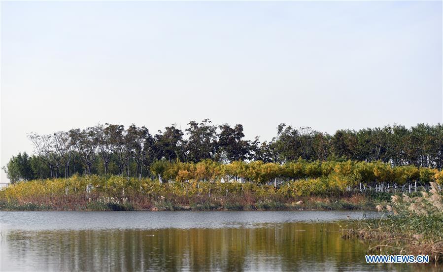 CHINA-TIANJIN-WETLAND-ENVIRONMENT (CN)