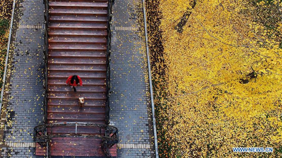 #CHINA-GINKGO TREE-SCENERY (CN)