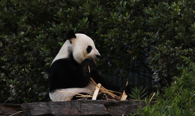 Daily life of pair of Chinese pandas in Adelaide Zoo