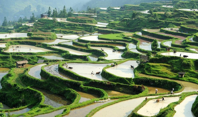 Farmers plough in fields with cattle in SW China's Guizhou