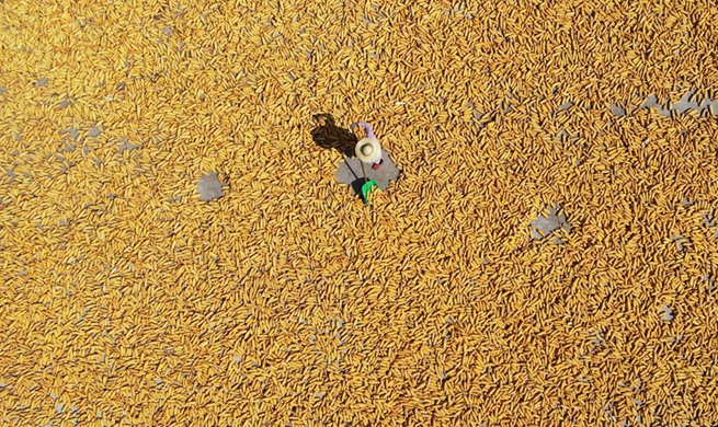 In pics: autumn harvest in China's Shandong