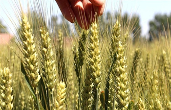 Farmers work on day of traditional Chinese solar term Xiaoman