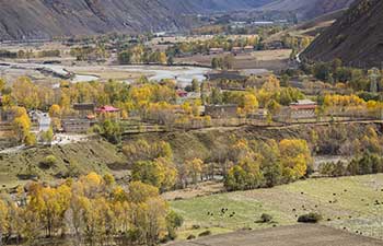 Autumn scenery of Xinduqiao Town in Kangding, China's Sichuan