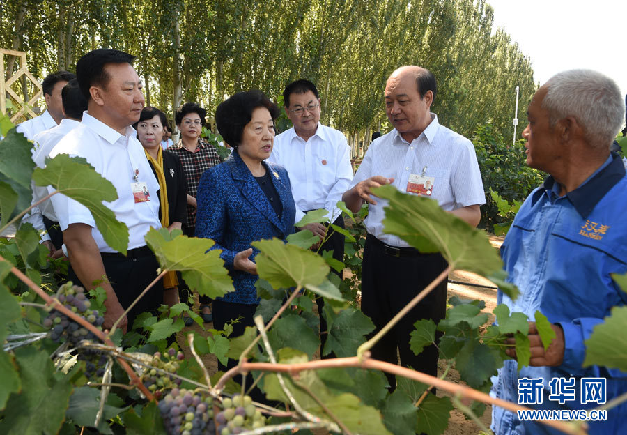 8月9日，中共中央政治局委员、中央统战部部长、中央代表团副团长孙春兰率中央代表团三分团，先后赴内蒙古自治区乌海市、阿拉善盟看望各族干部群众。这是孙春兰在乌海市汉森酒业集团的葡萄种植园了解葡萄种植情况。新华社记者 任军川 摄