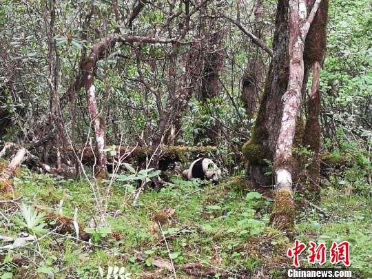 四川黄龙自然?；で?次发现野生大熊猫踪迹