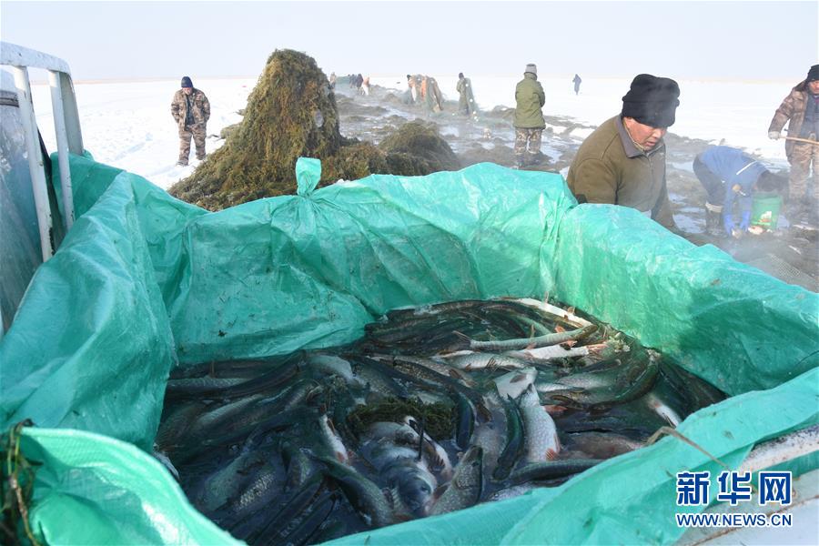 （新春走基层·图文互动）（2）“干活的人不会冷”——直击新疆吉力湖冬捕现场