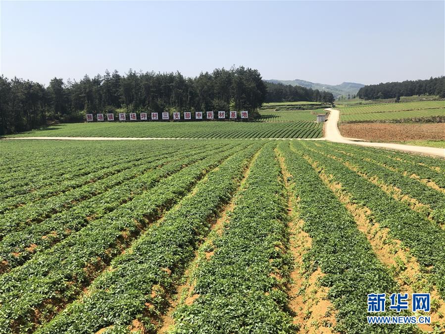 （决战决胜脱贫攻坚·图文互动）（6）田野“变奏”让薄土“生金”——贵州农村产业革命助推脱贫攻坚见闻