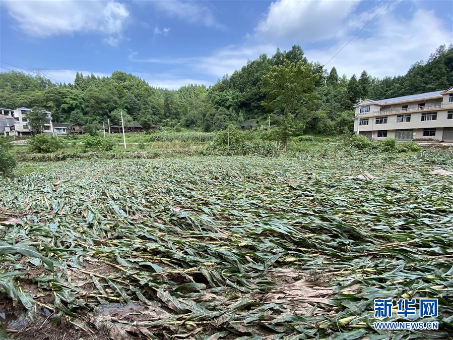 （防汛抗洪·图文互动）（4）山洪袭来前，澧水河畔大转移